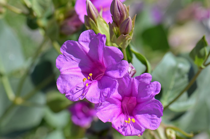 Mirabilis multiflora, Colorado Four O'clock